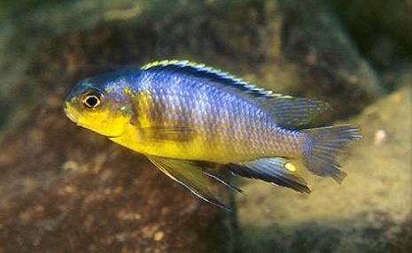 Tropheops sp. 'yellow gular' Minos Reef